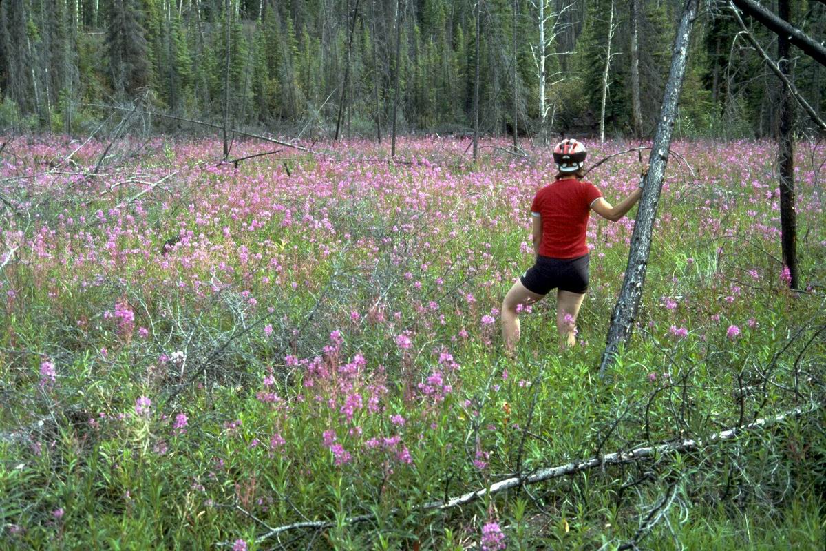 151 Fireweed in old burn area.jpg