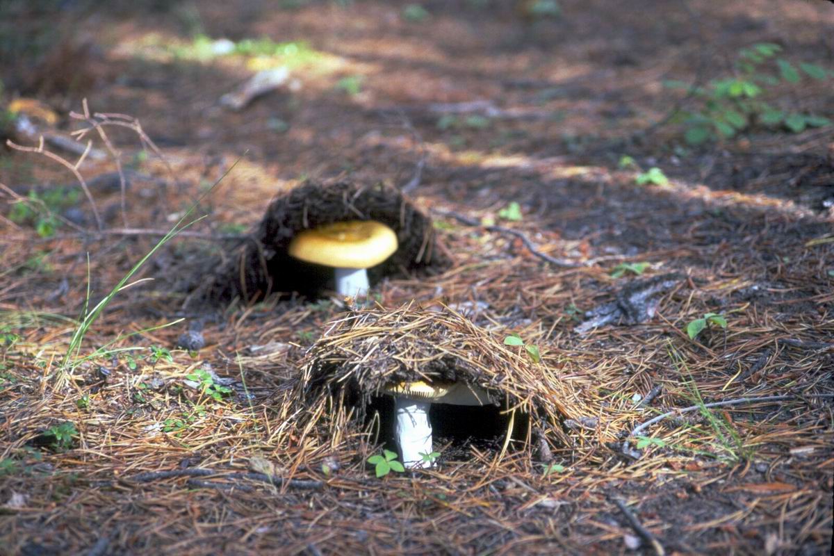 169 Simpson Lake mushrooms.jpg