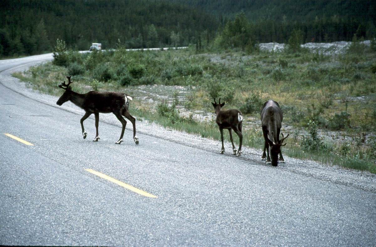 187 Caribou on road below Muncho Lake.jpg