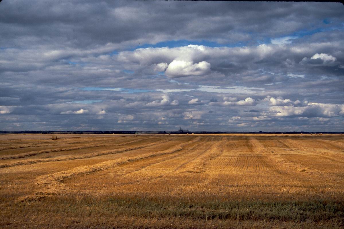 226 Wheat fields Saskatchewan.jpg