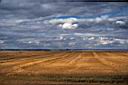 226_Wheat_fields_Saskatchewan.jpg