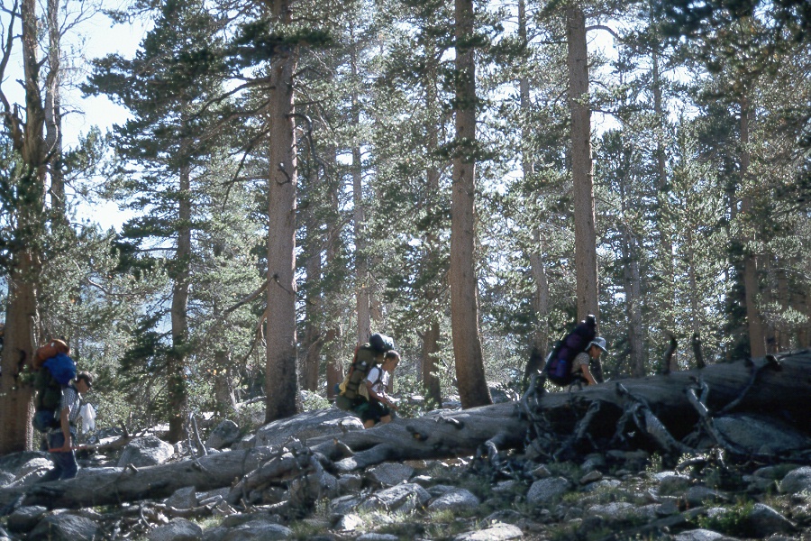 024 Up thru treeline.jpg