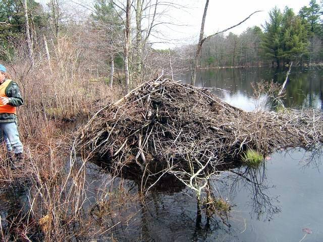 beaverpond_042807_25.jpg