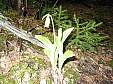 Lady slipper white.JPG