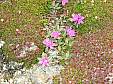 Lapland Rosebay.JPG