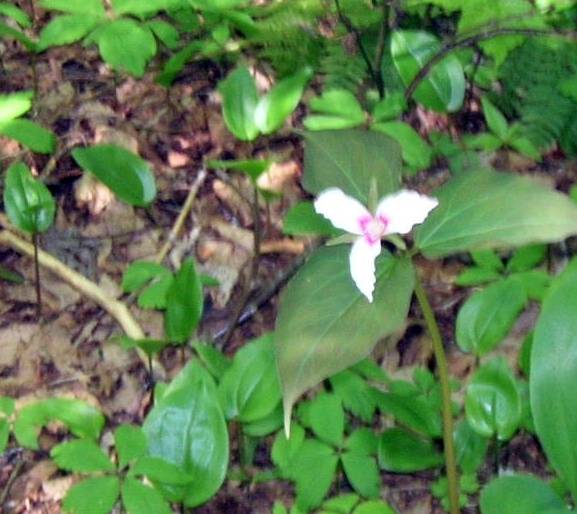 002%20Painted%20Trillium.jpg