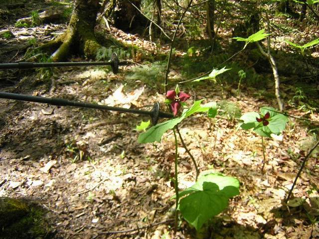 008%20Red%20trillium.jpg