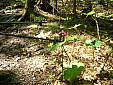 008%20Red%20trillium.jpg