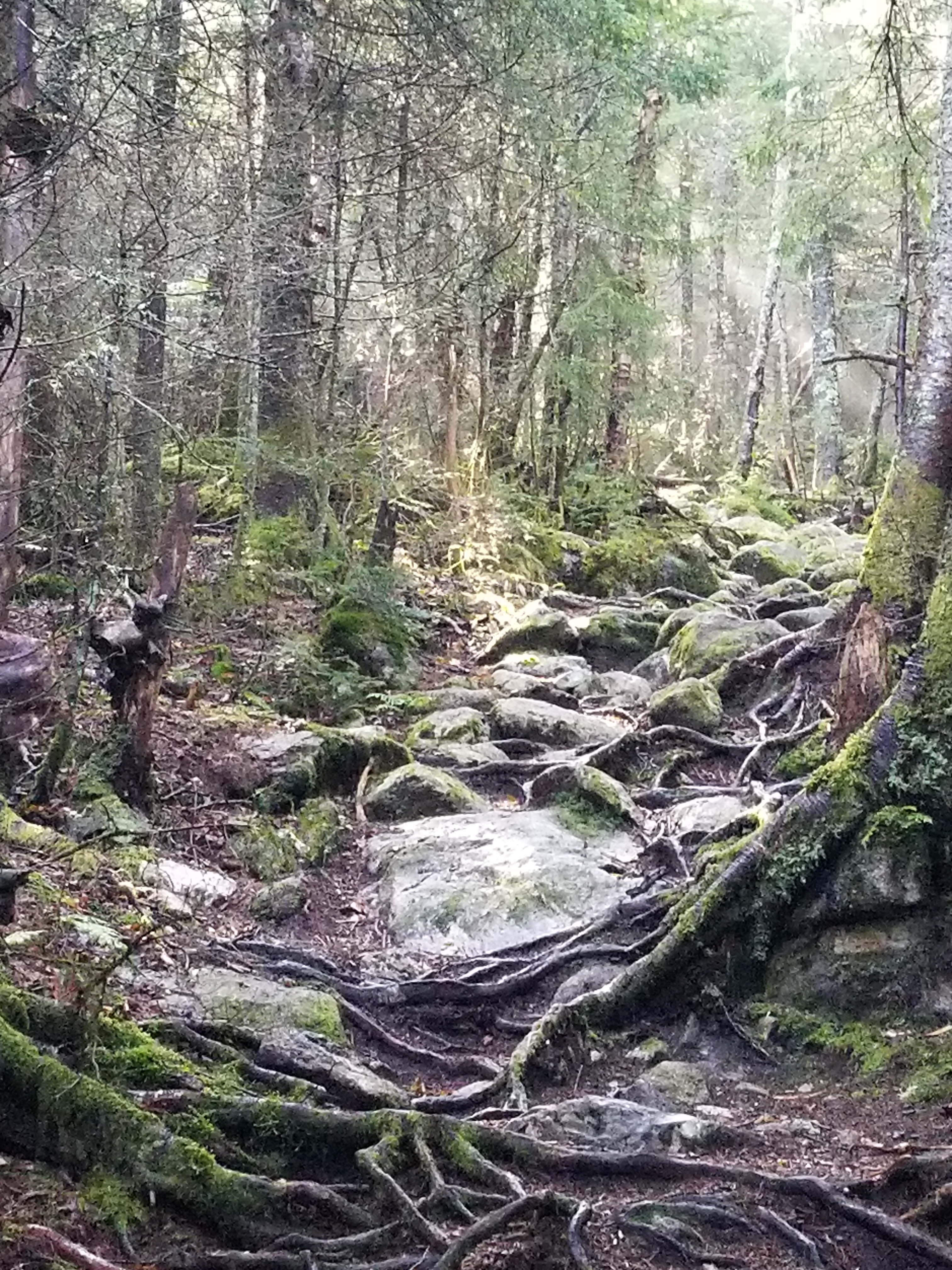 Enchanted Morning in the Woods.jpg