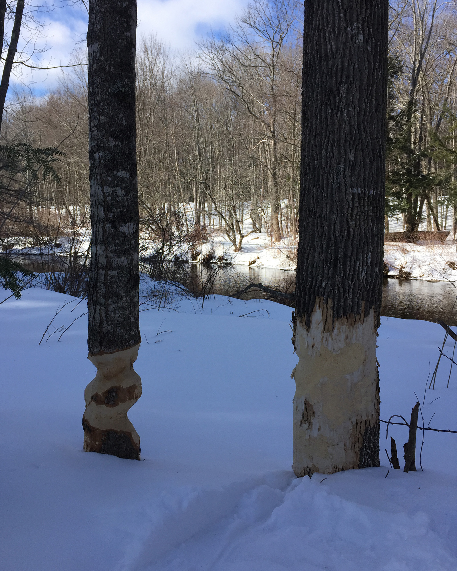 Evidence of Beavers.jpg