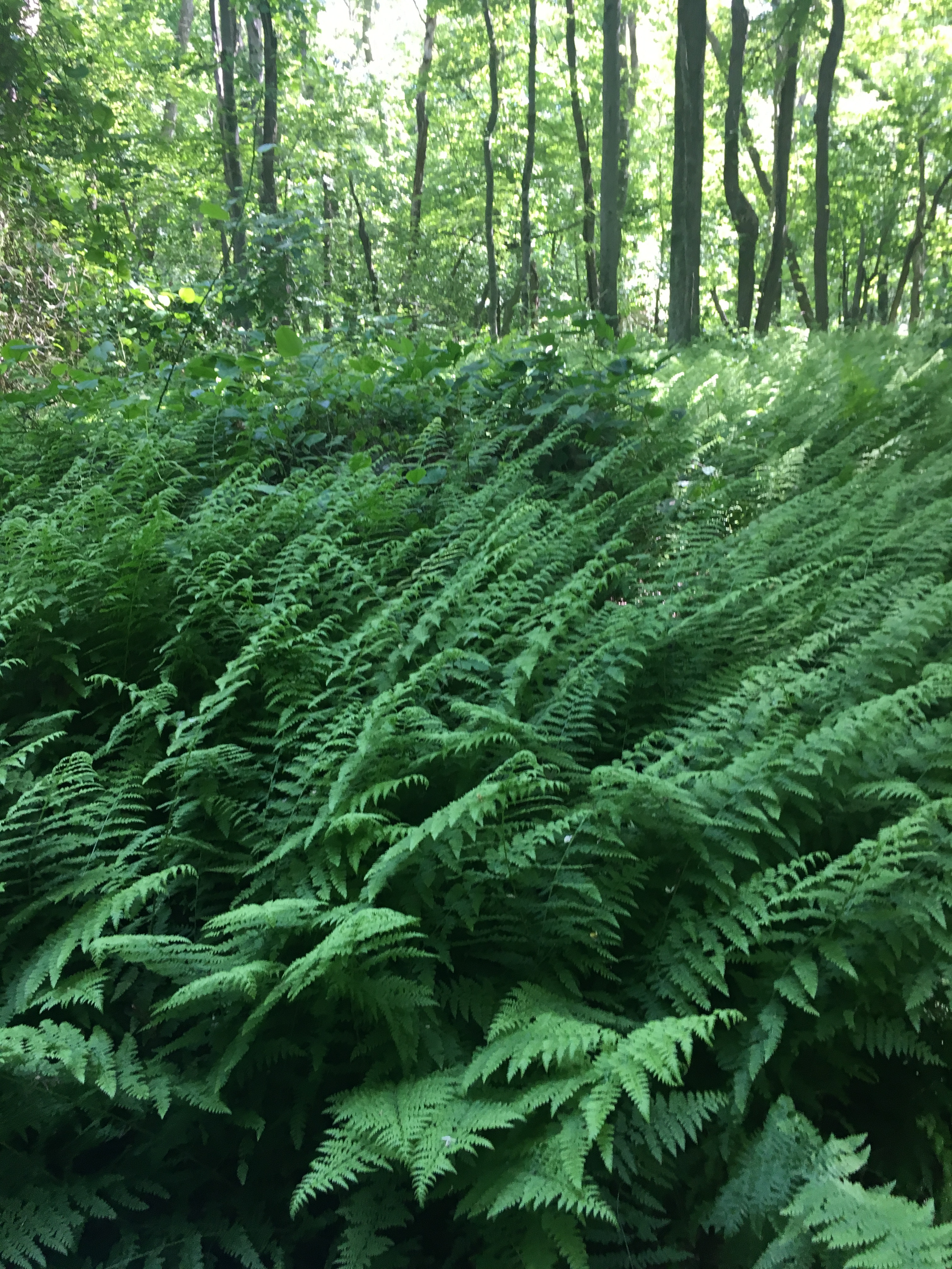Fern forest.jpg