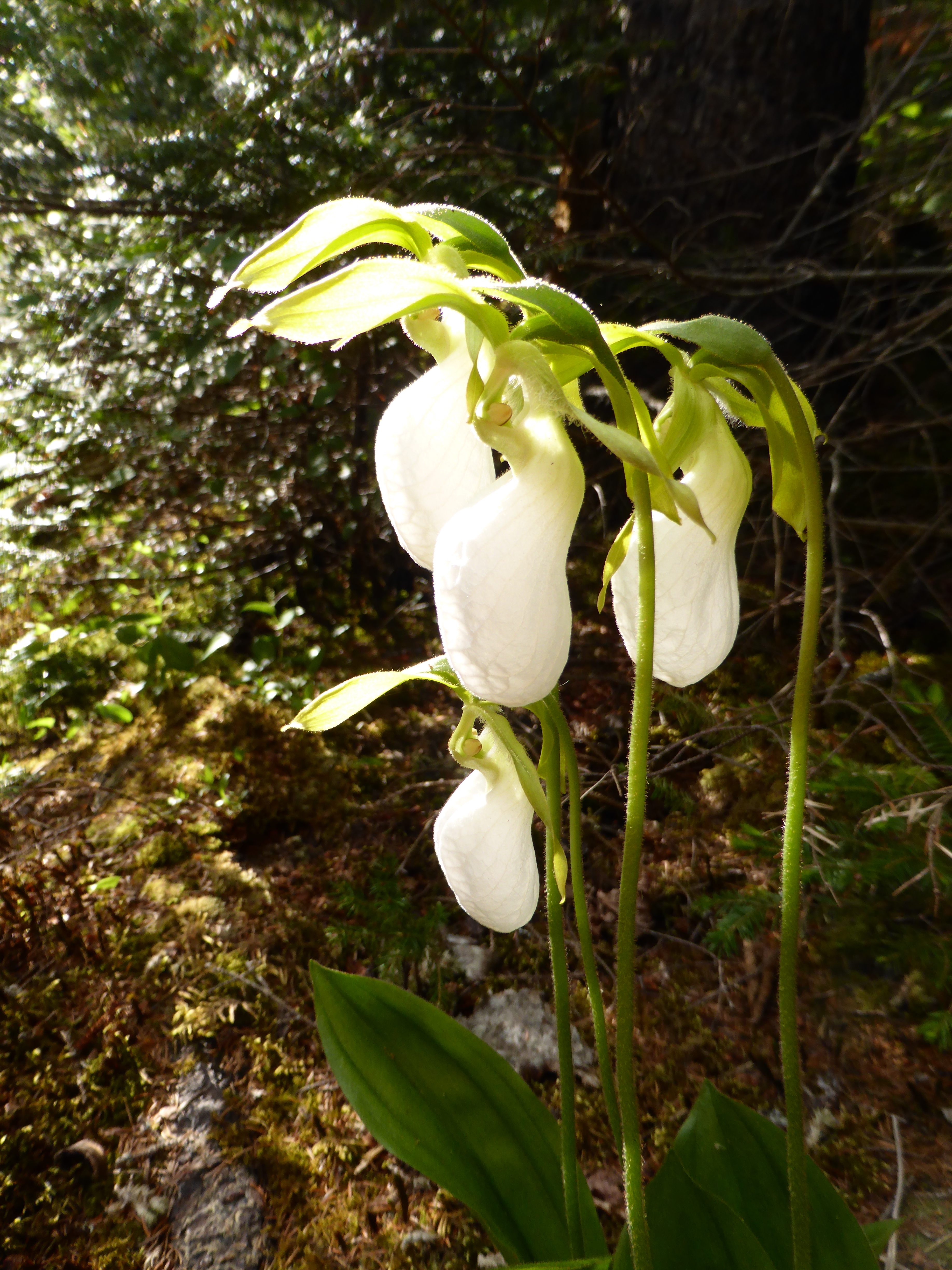 Lady Slippers.jpg