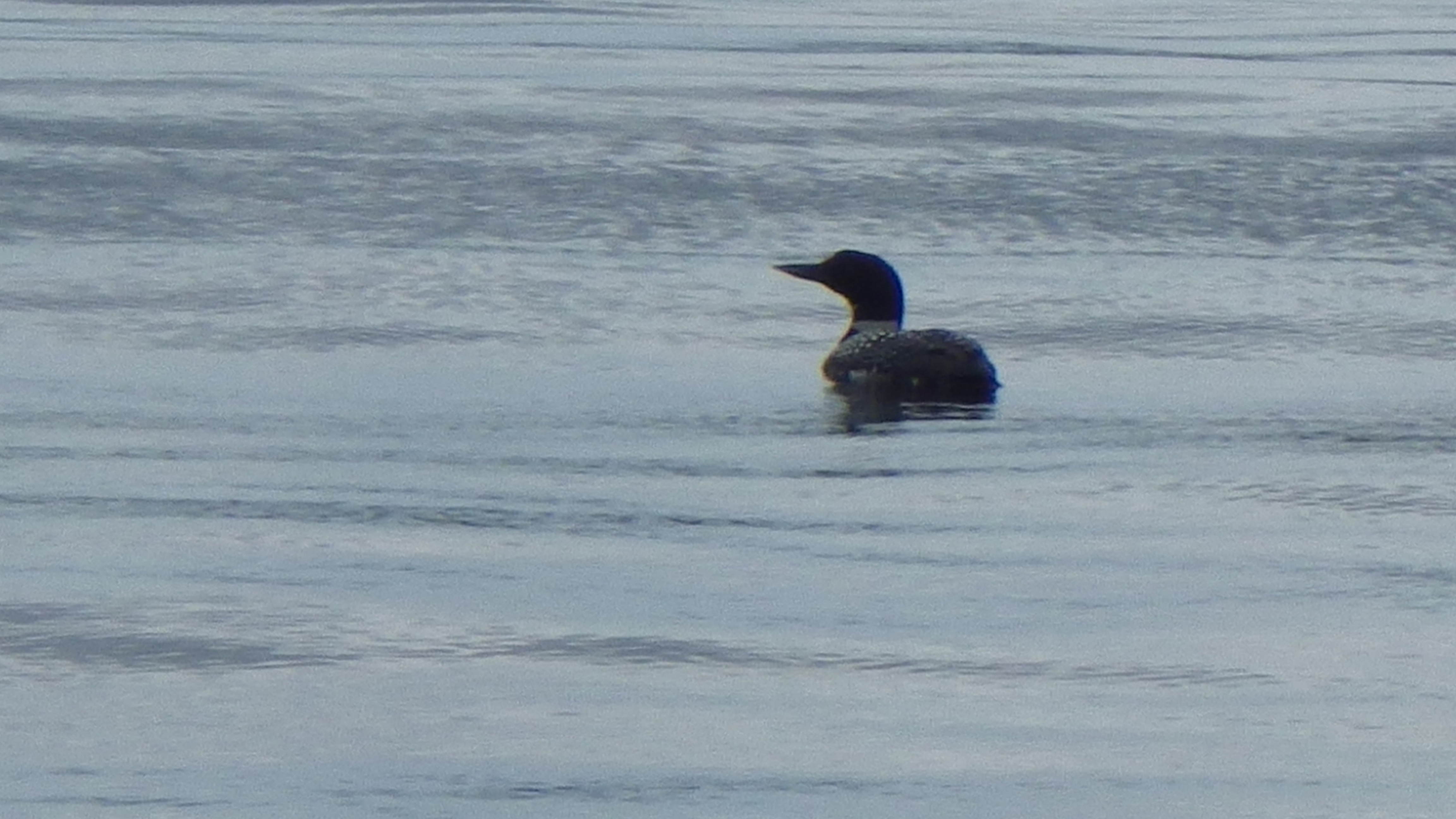 Lone Loon.jpg