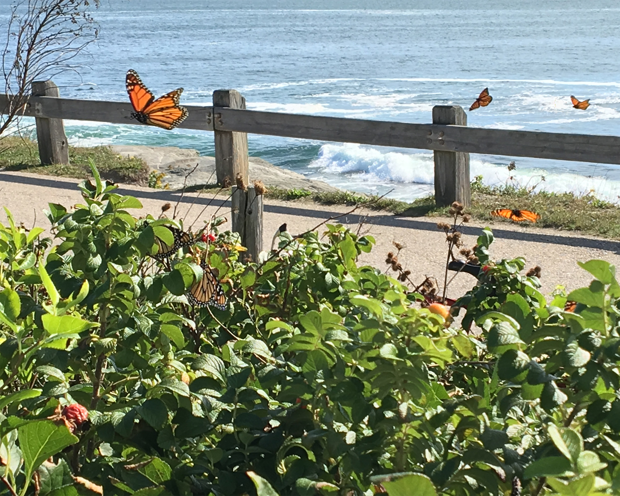 Monarch Migration.jpg