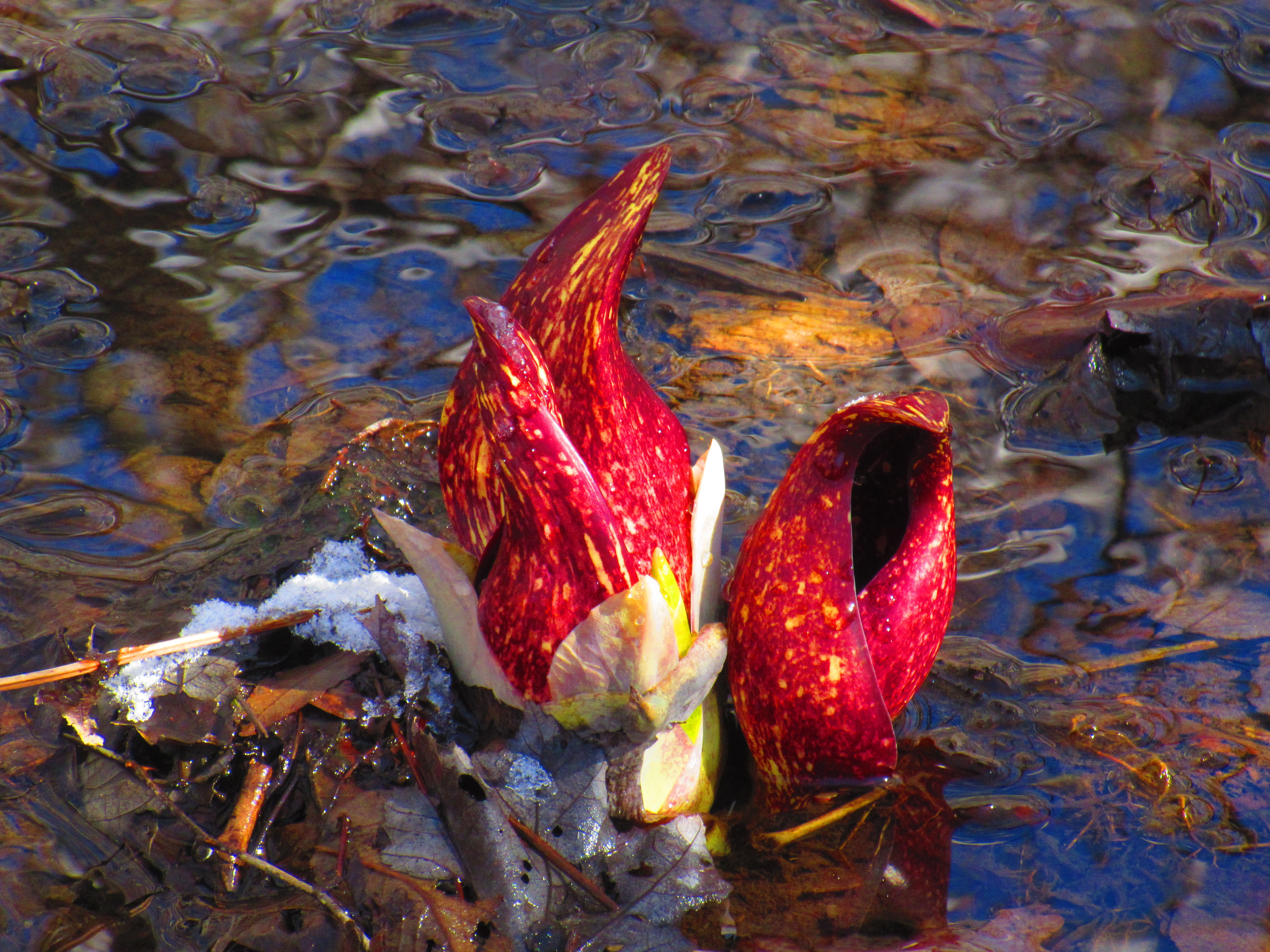 Skunk Cabbage.jpg