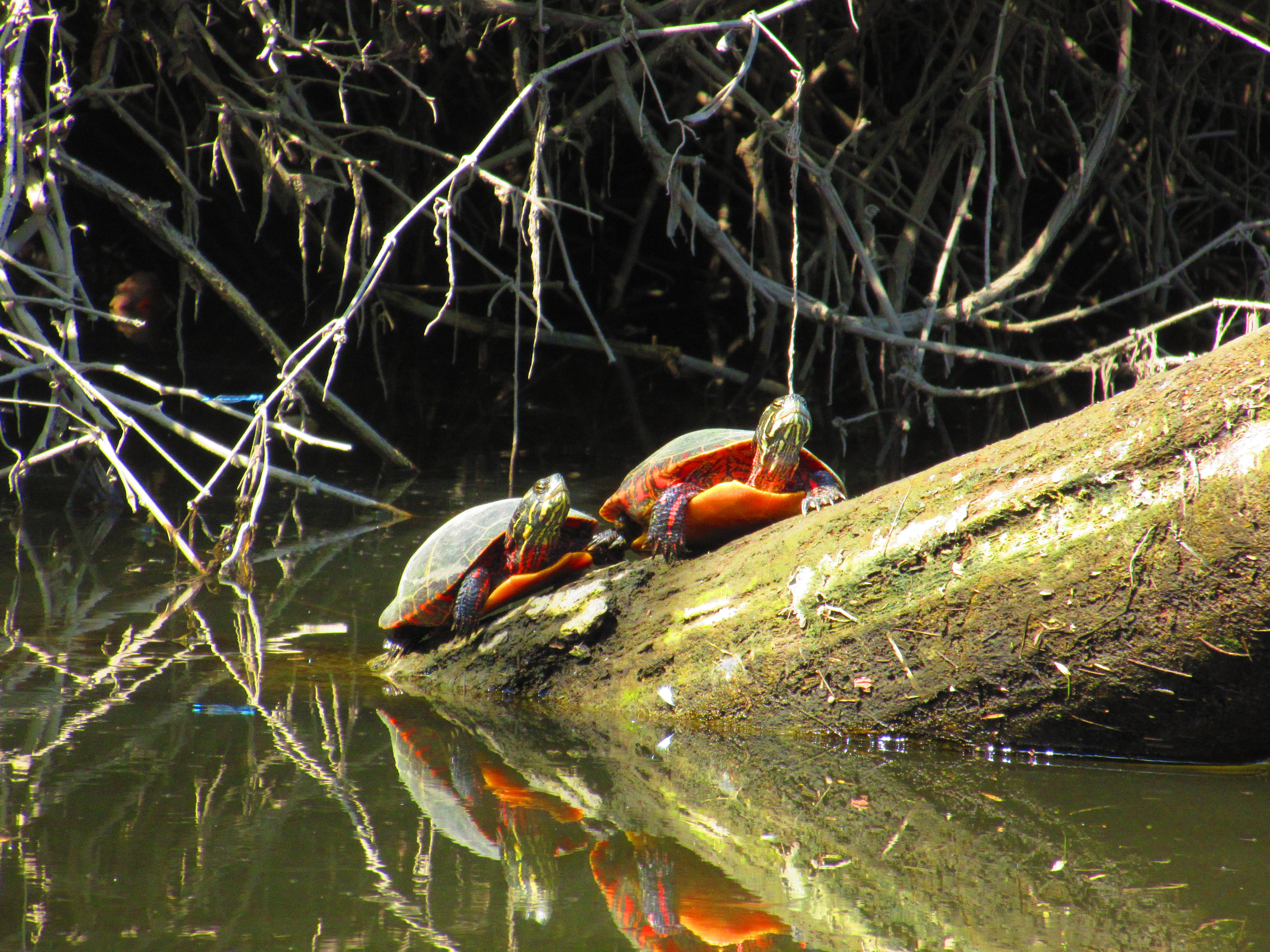 Sunning on River.jpg