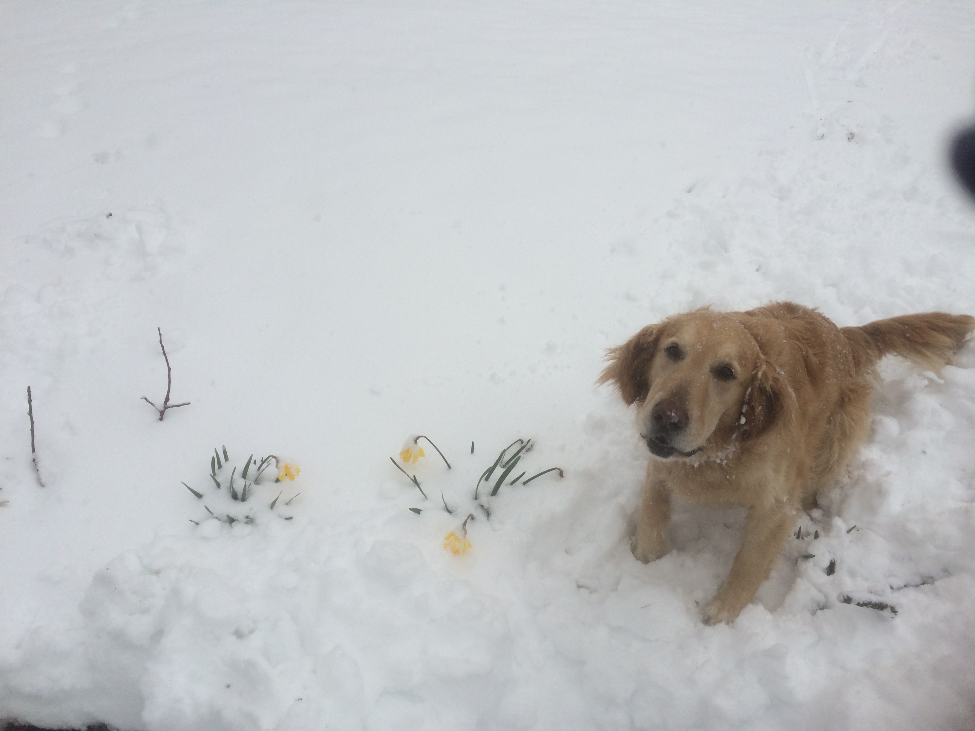 Waiting for a Dog Hike.jpg