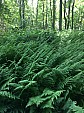 Fern forest.jpg