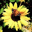 Painted Lady butterfly.jpg