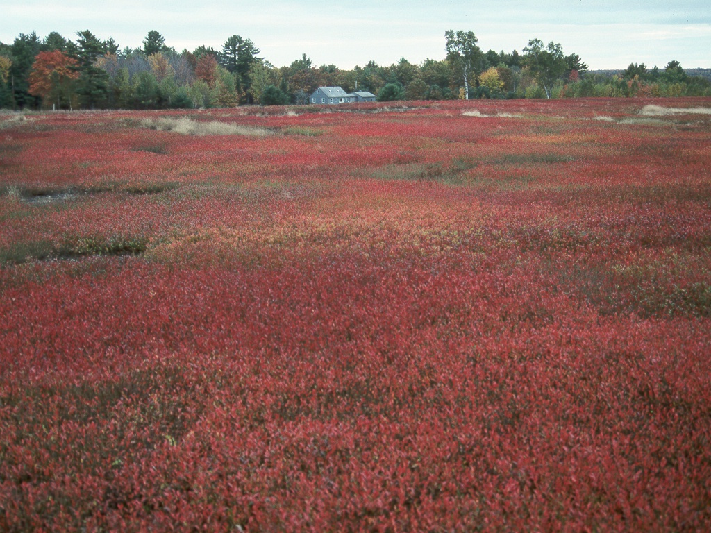 136 Blueberry field.jpg