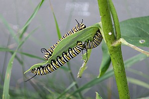 IMG_3789 monarch catapillers.JPG