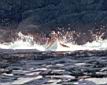 NFLD_ocean_swells_08.jpg